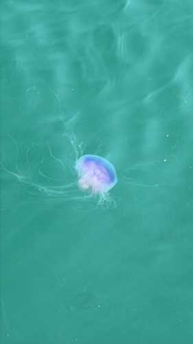 Blue Jelly