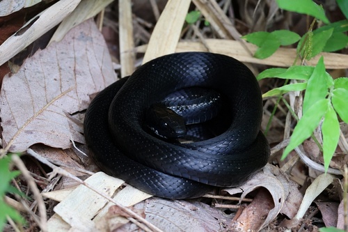Japanese Four-lined Ratsnake
