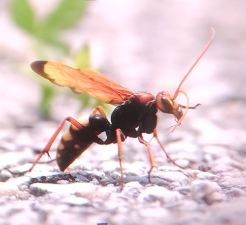 Cryptocheilus annulatus