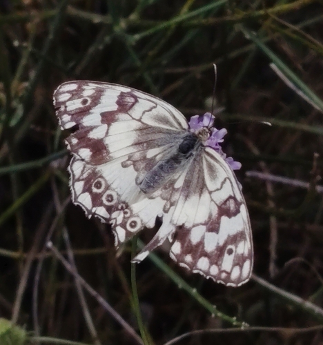 Balkan Marbled White