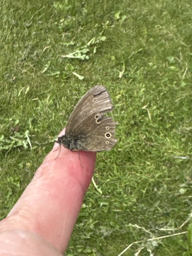Ringlet