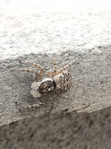 Half-edged Wall Jumping Spider