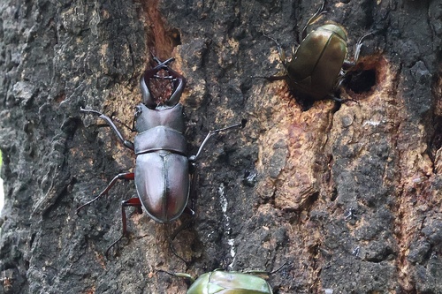 Prosopocoilus inclinatus inclinatus