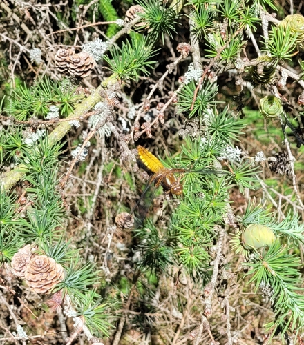 Broad-bodied Chaser