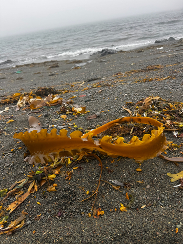 Sugar Kelp