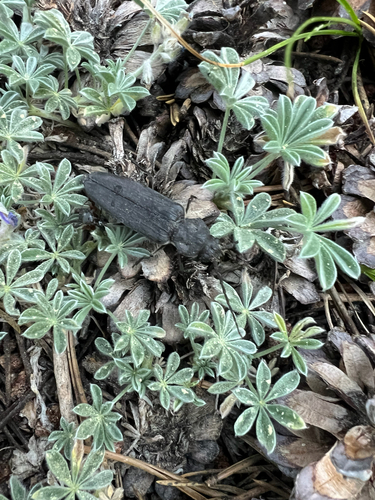 iNaturalist observation photo of Arhopalus asperatus