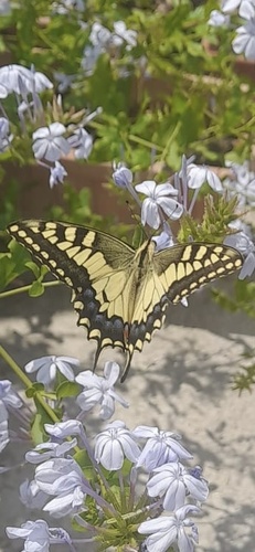 Old World Swallowtail
