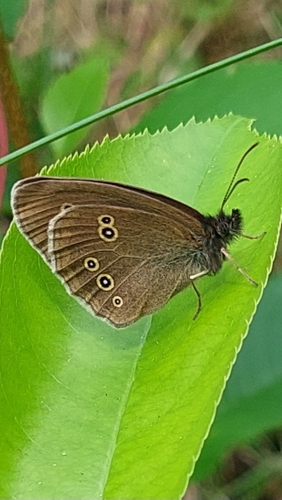Ringlet