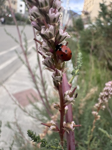 Seven-spotted Lady Beetle