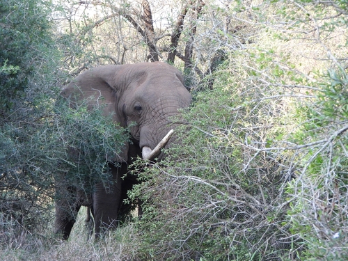 African Savanna Elephant