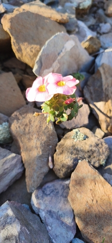 Cushion Sorrel