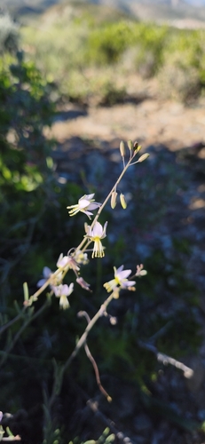 Heliophila cornuta squamata