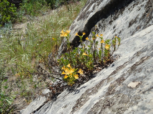 Chapparal Monkeyflower