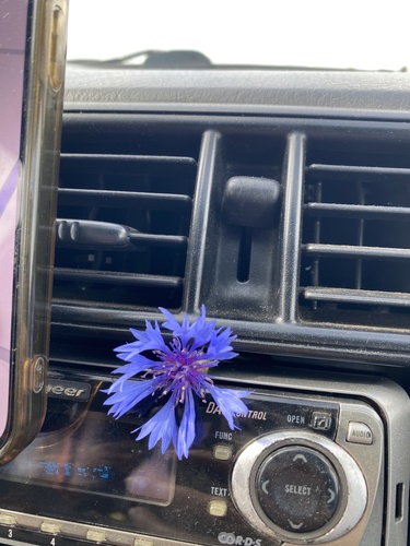 Cornflower