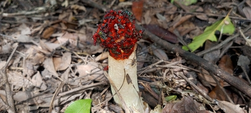 Coral Stinkhorn