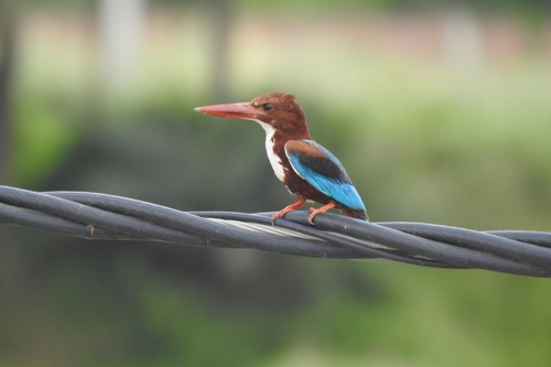 White-throated Kingfisher