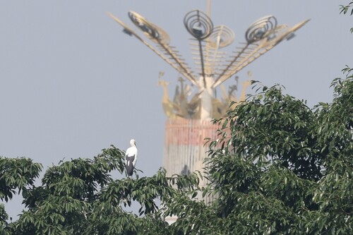 Asian Openbill