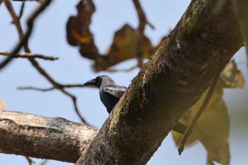 House Crow