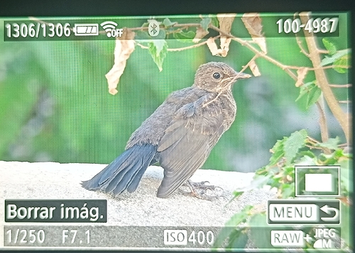 Eurasian Blackbird