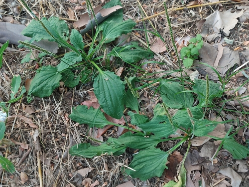 greater plantain