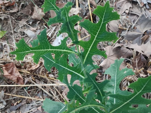 prickly lettuce