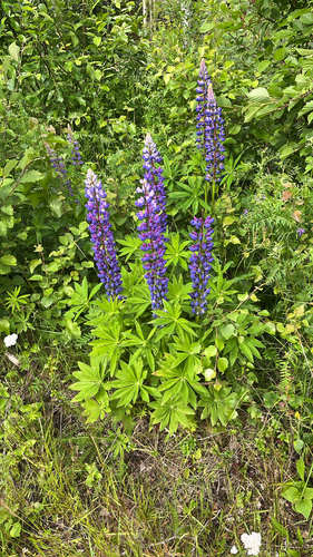 Large-leaved lupine