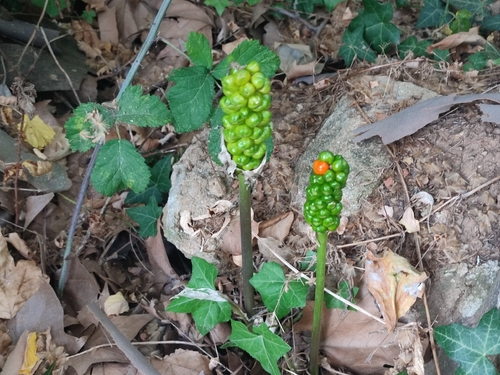 Italian arum