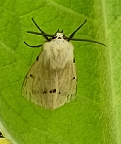 Buff Ermine