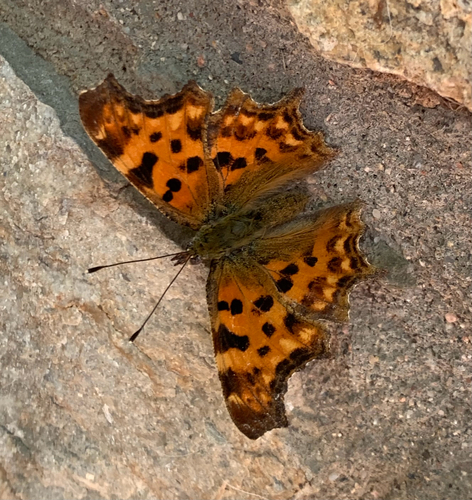 European Comma