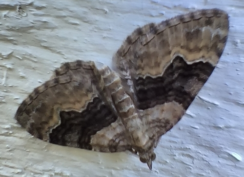 Large Twin-spot Carpet