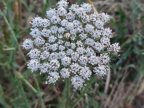 wild carrot