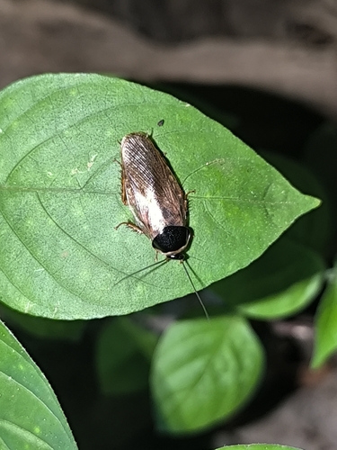 Indian Cockroach
