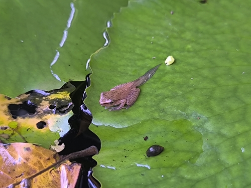 Common Southeast Asian Tree Frog