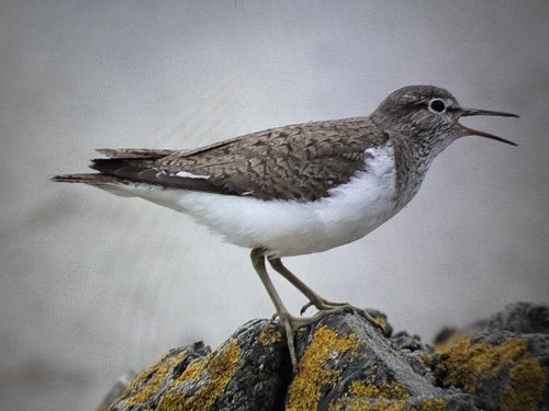 Common Sandpiper