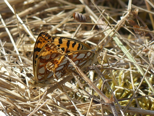 Queen of Spain Fritillary