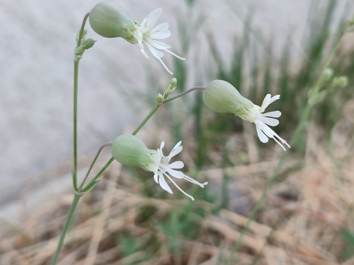 bladder campion