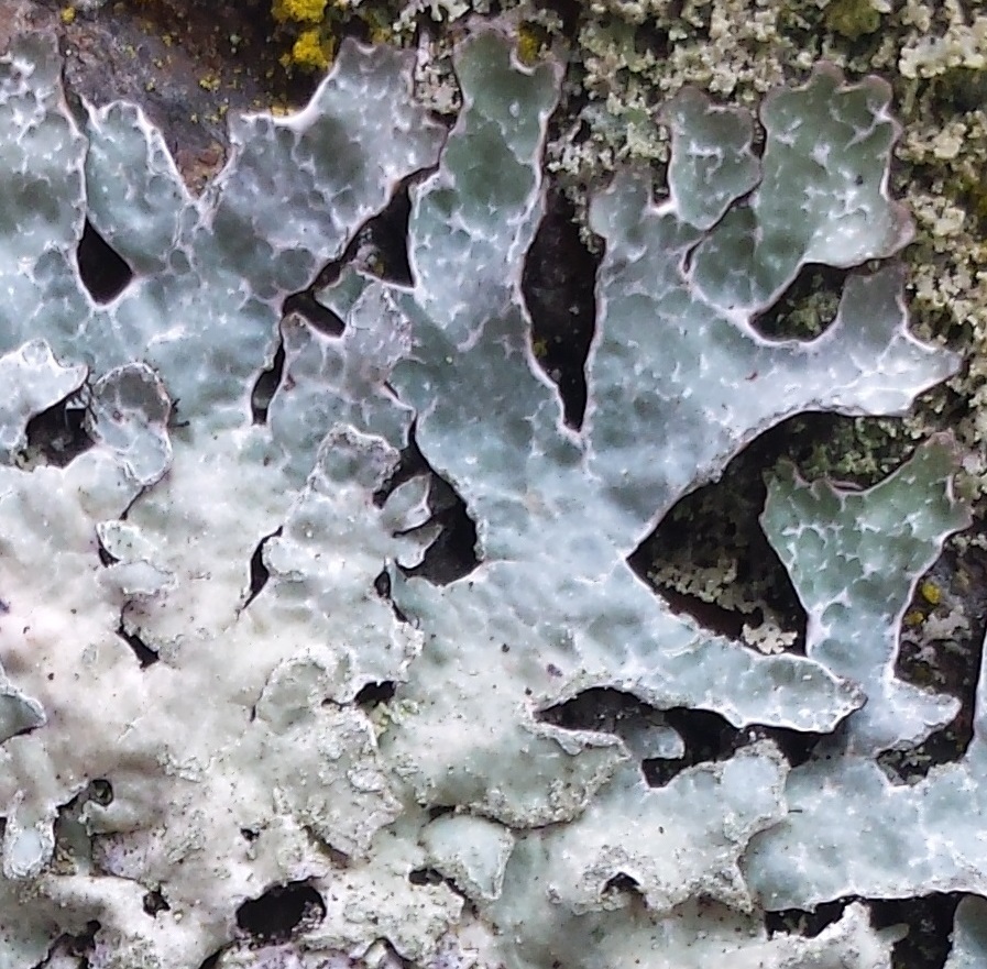 Shield Lichens (Brandeis University - Lichen, Fungi and Non-flowering ...