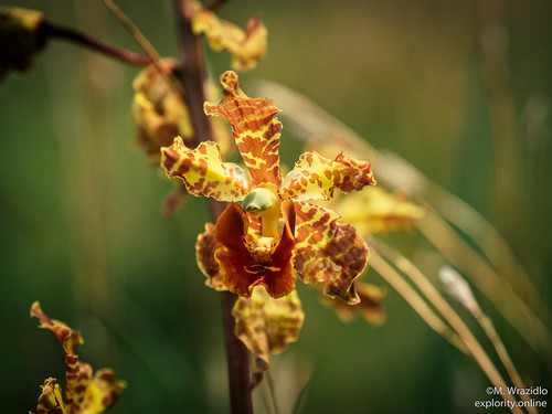 Cyrtopodium fowliei