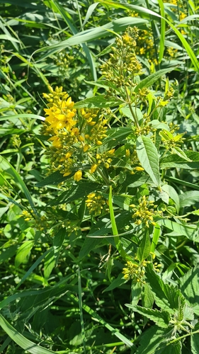 Yellow Loosestrife