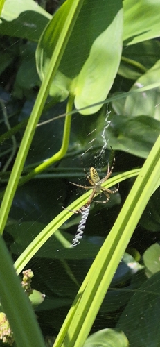 Wasp Spider