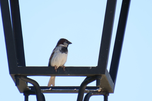 House Sparrow