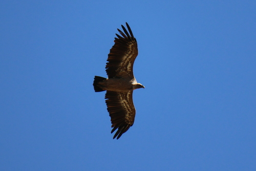 Eurasian Griffon