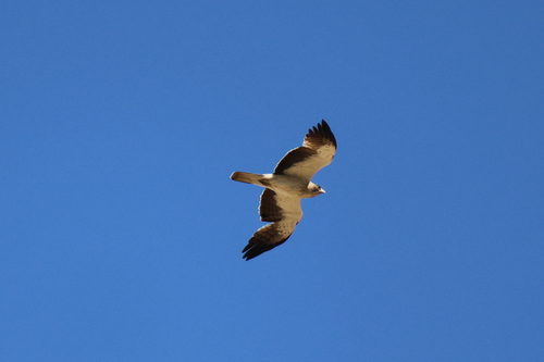 Booted Eagle