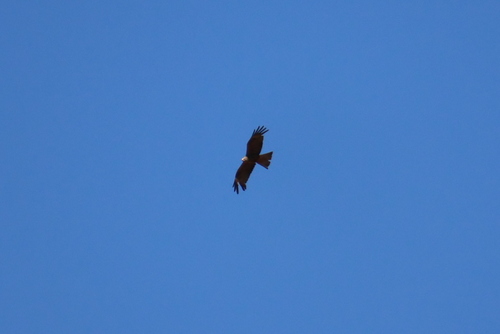 Black Kite