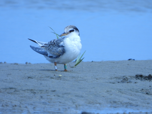 Little Tern