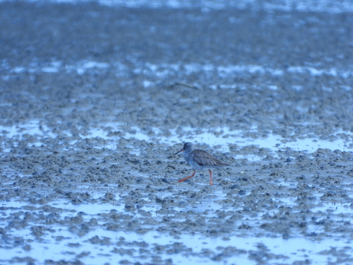 Common Redshank