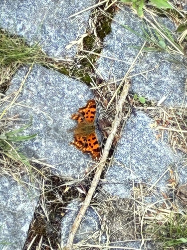 European Comma
