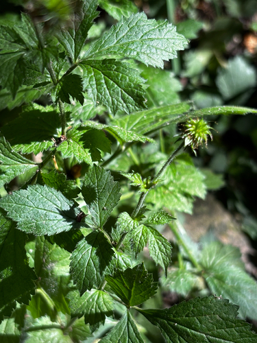 Wood Avens