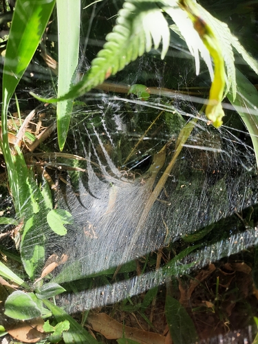 Aglaoctenus lagotis