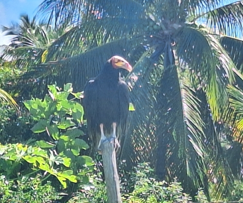 Lesser Yellow-headed Vulture
